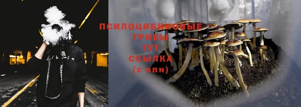 PSILOCYBIN Гусиноозёрск